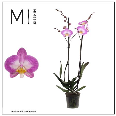 Phal 2st Split 16+ Mimesis (orchid Growers)
