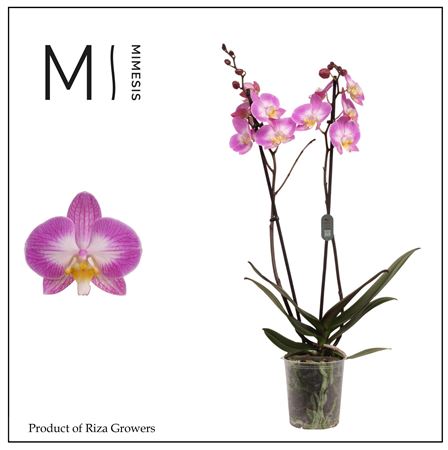 Phal 2st Split 16+ Mimesis (orchid Growers)