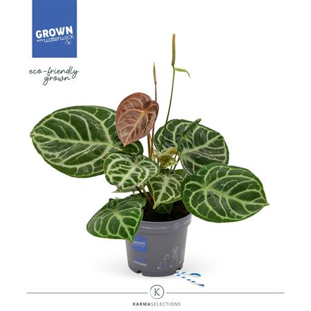Anthurium Crystal Hybride Compact