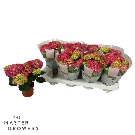 Hydrangea Ma Tabletensia Red 5+