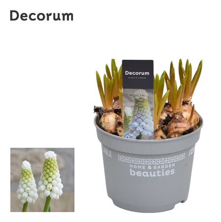 Muscari White Spear (decorum)