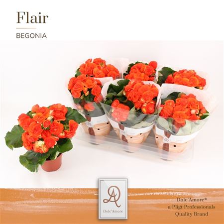 Begonia Orange Dolc'amore Flair