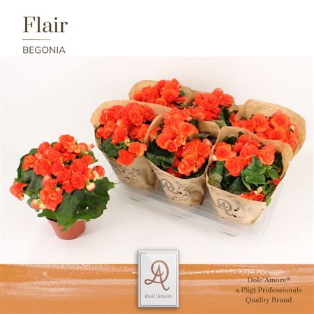Begonia Oranje P14 Dolc'amore® Kraft