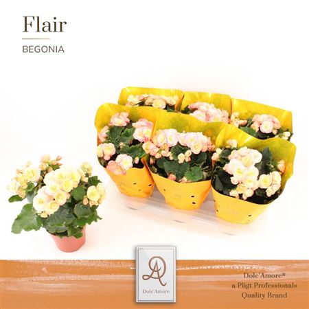Begonia Hailey Sunset Dolc'amore Flair Metall