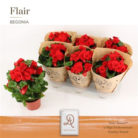 Begonia Red Dolc'amore® Kraft