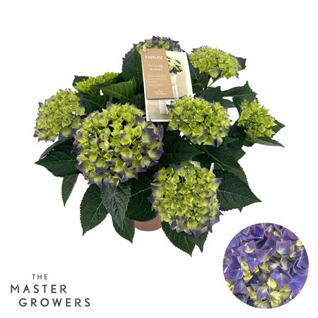 Hydrangea Ma Hi Ocean Blue 7+