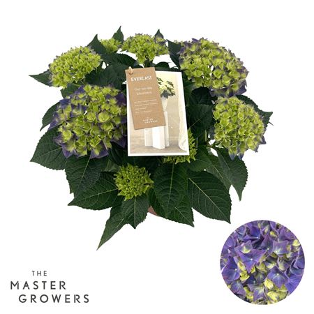 Hydrangea Ma Hi Ocean Blue 9+