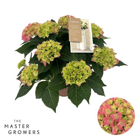 Hydrangea Ma Hi Ocean Pink 5+