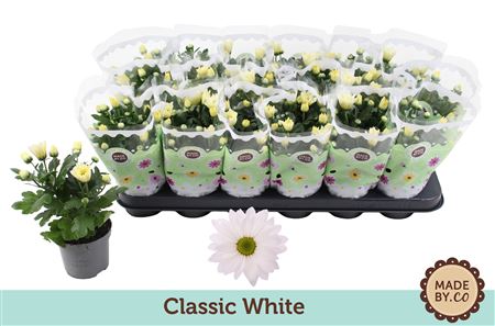 Chrysant White
