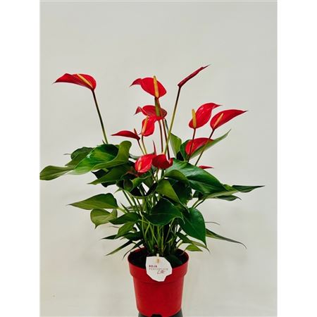 Anth An Banderola Roja 8+