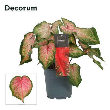 Caladium Chinook (decorum)