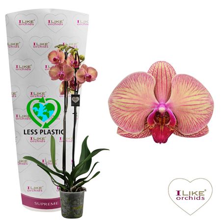Phalaenopsis Golden Leopard - 2 Tak 60cm (less Pla