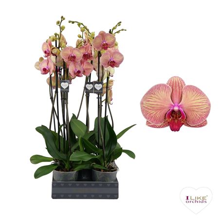 Phal 2st Golden Leopard 14+ (levo)
