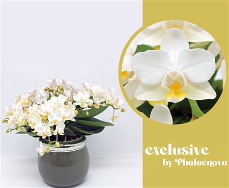 Phal Multi An Nazare White 30+in Ceramic