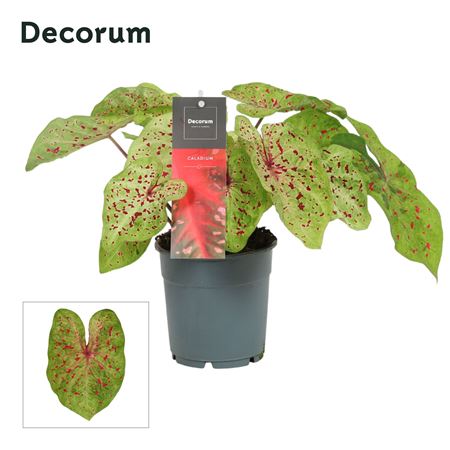 Caladium Miss Muffet (decorum)