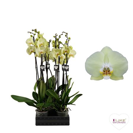 Phal 2st Golden Coin 16+ (levo)