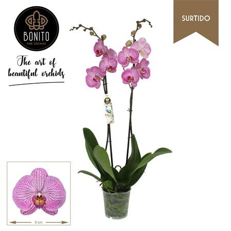 Phal 2st Krakow 18+