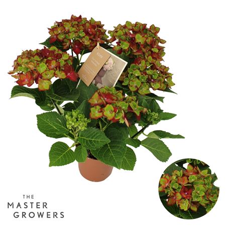 Hydrangea Ma Hi Road Lila 5+