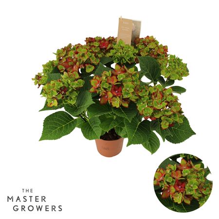 Hydrangea Ma Hi Road Lila 7+