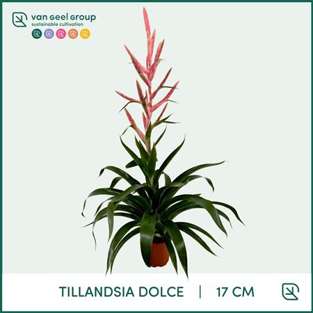 Tillandsia Dolce
