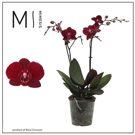Phal 2st Cartagena 22+ Mimesis (orchid Growers)