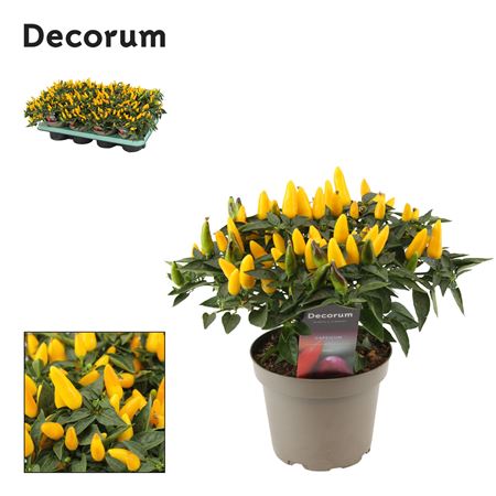 Capscium An Torero Yellow (decorum)
