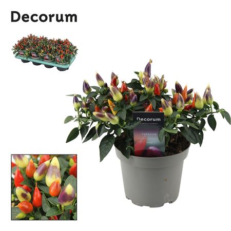 Capscium An Torero Multicolour Red (decorum)