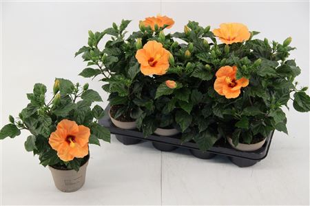 Hibiscus Bombay 4+