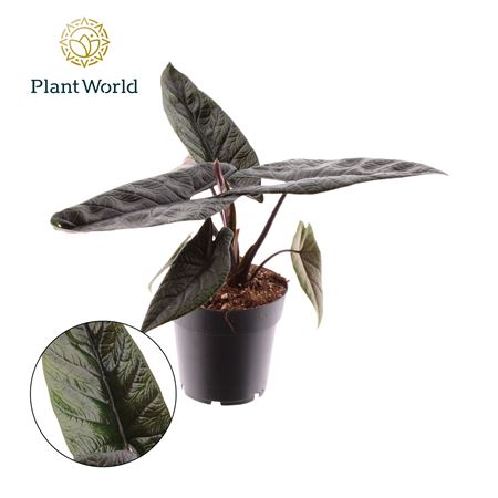 Alocasia Scalprum