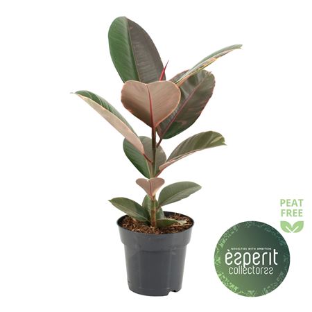 Ficus El Pink Camouflage