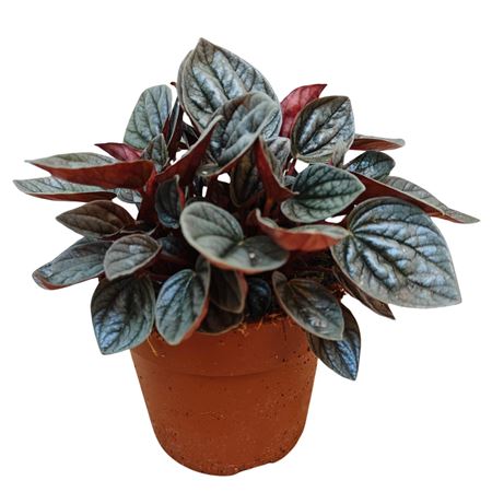 Peperomia Caperata Caracas