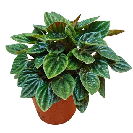 Peperomia Caperata Amazonas