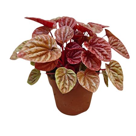 Peperomia Caperata Quito