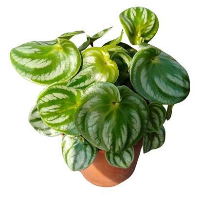 Peperomia Arygreia Costa Rica