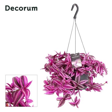 Tradescantia Zebrina Pink Paradise