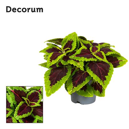 Coleus Alligator Alley Decorum