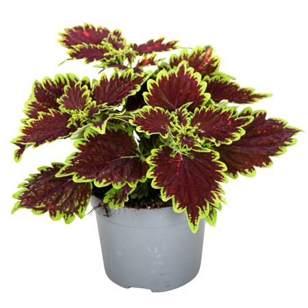 Coleus Bourbon Street