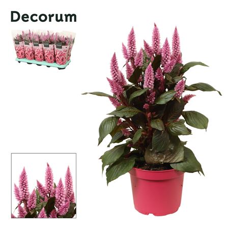Celosia Merida Pink In Sleeve (decorum)