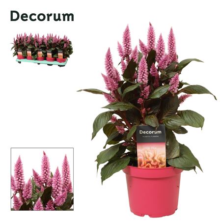 Celosia Merida Pink With Label (decorum)