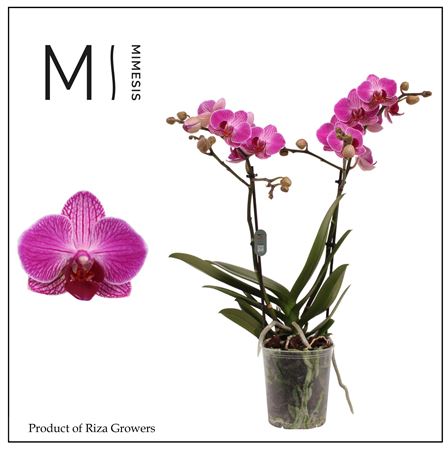 Phal 2st An Ranion 16+ (mimesis)