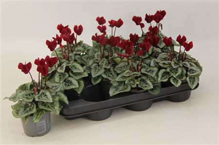 Cyclamen Smartiz Tuxedo Magenta