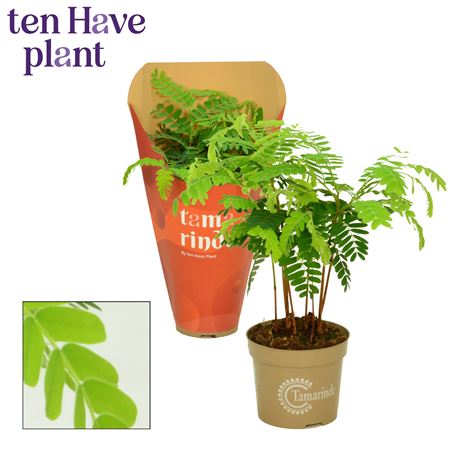 Tamarinde