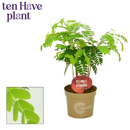 Tamarinde