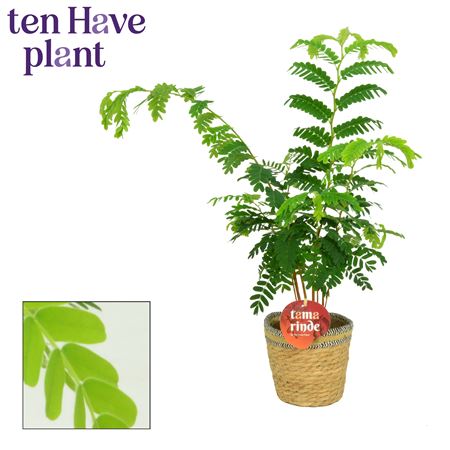 Tamarinde In Ingle Basket