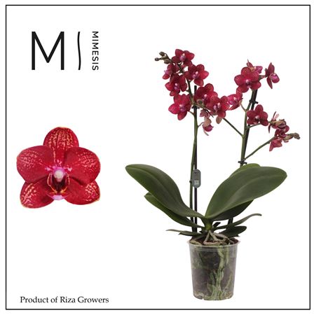 Phal 2st Miley 12+ (orchid Growers)
