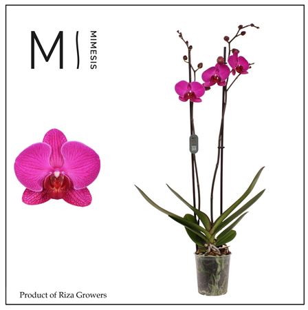 Phal 2st Mulberry Cake 16+ Mimesis (orchid Growers