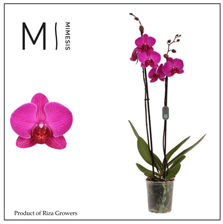 Phal 2st Mulberry Cake 16+ (orchid Growers)