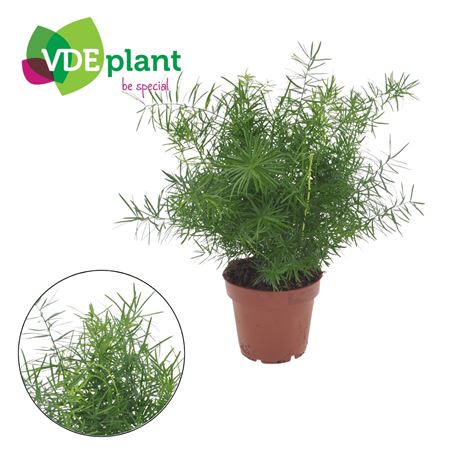 Asparagus Mazeppa