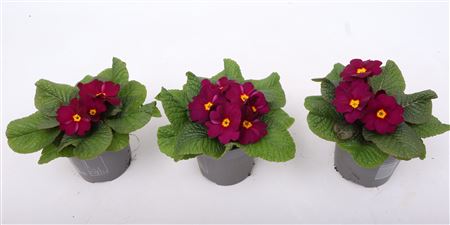 Примула Обсидиан Пурпурный