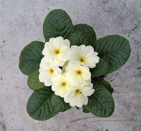 Примула Обсидиан Желтый Светлый